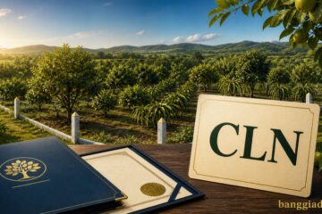 Đất CLN trồng cây lâu năm
